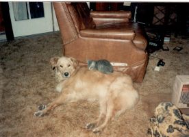 Rusty dog and Whiskey cat