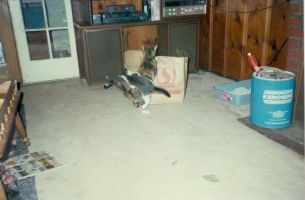 Biscuit and Lucky, always bringing home strays