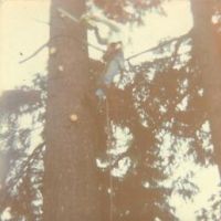 Tree logging