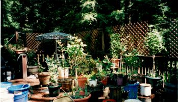Potted garden