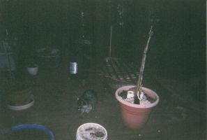 Always battling with the raccoons