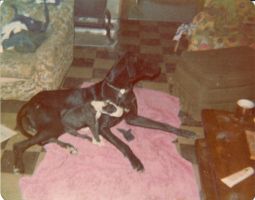January 1976 great danes welcoming the birth of baby Adria