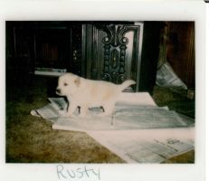Rusty as a puppy